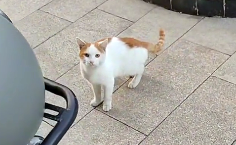 那只为了能有家，上门求收养的流浪猫，终于成为了家猫中的一员