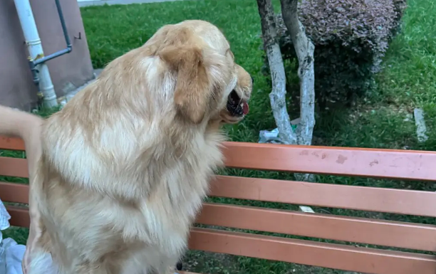 消防员救被困小狗，小狗成为新“团宠”