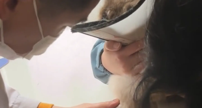 男子让朋友扮成劫匪，把猫咪抢走带去绝育 