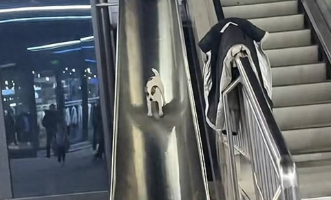 小狗和萌娃排队玩滑梯火了！