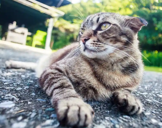 流浪猫竟是生态杀手？每年37亿鸟类被夜猫捕食背后的人猫大战