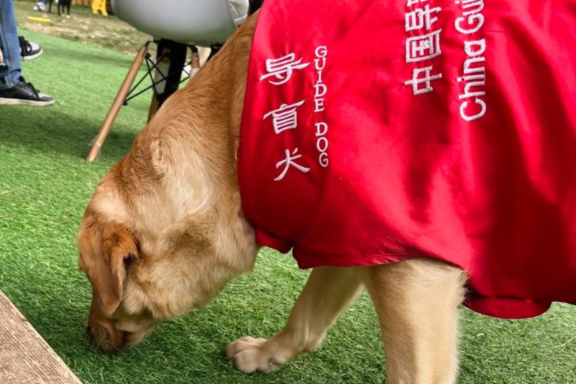 陕西历史博物馆导盲犬事件：六千年文明与无障碍权益的碰撞