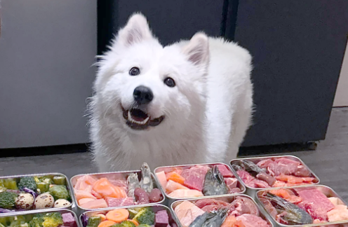 创业做狗饭，月入6万