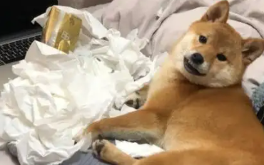 柴犬正在家里撕纸，被网友当场发现后露出憨厚笑容