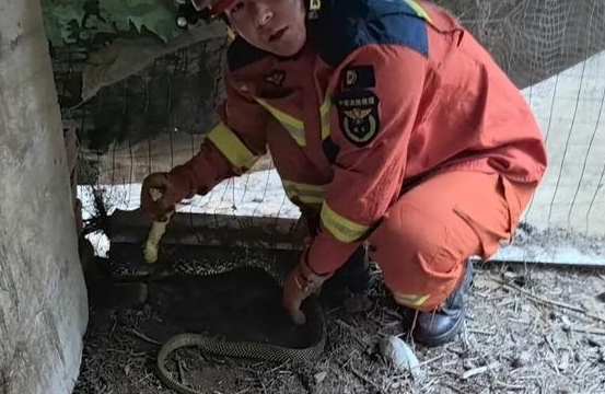 山东多地“蛇出没”！进高发期！日照农户家刚抓到2.8米长菜花蛇