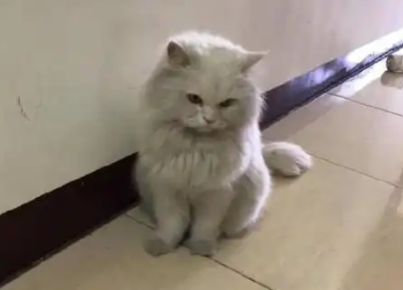 白猫出去玩回来后变大灰猫，被教训了还耍无赖