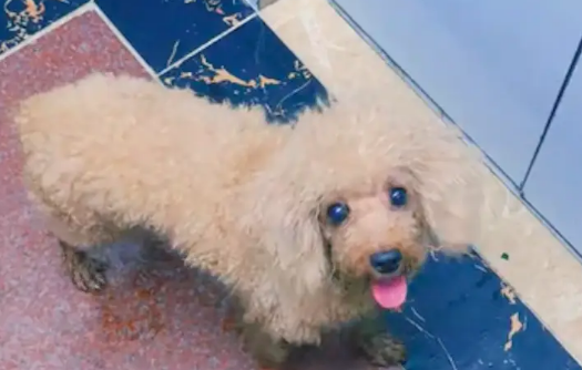 台风来临前遇到只流浪狗，网友果断带它回出租房躲避