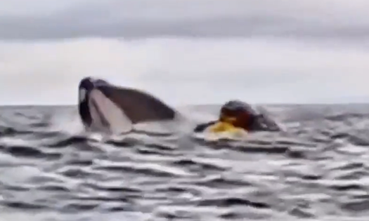 男子海中划艇被误吞后又吐了出来！鲸鱼：不是我的菜
