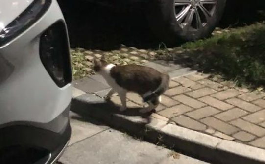 深圳女工收养流浪猫：宠物是我撑下去的理由