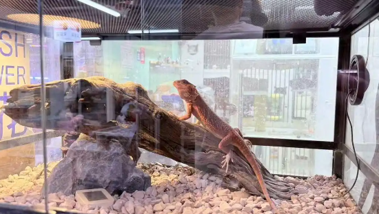 “异宠”不可随意宠！小众宠物饲养热背后，各类隐患需警惕