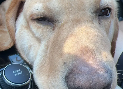 毛孩子撑起千亿市场，如何看待“它经济”的热潮