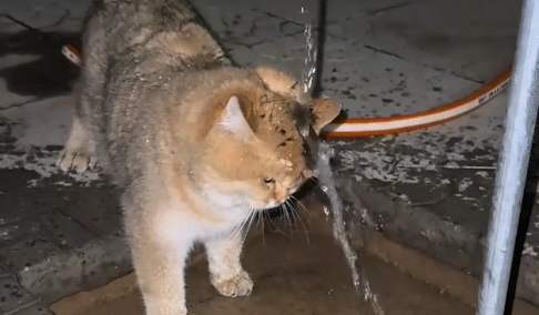猫咪用水龙头浇头，像是需要冷静的伤心人