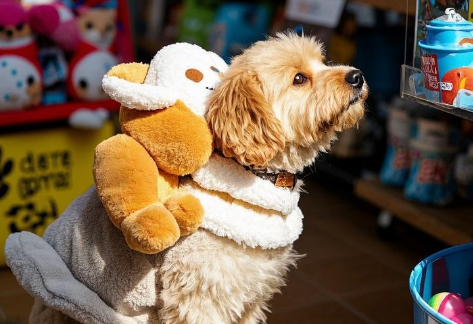 把宠物当人养，“它经济”如何撬动千亿市场？