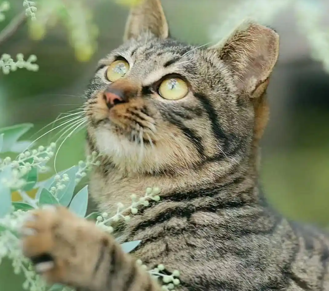 以爱之名，猫猫驾到！一场跨界“Party”将在广州兰圃上演