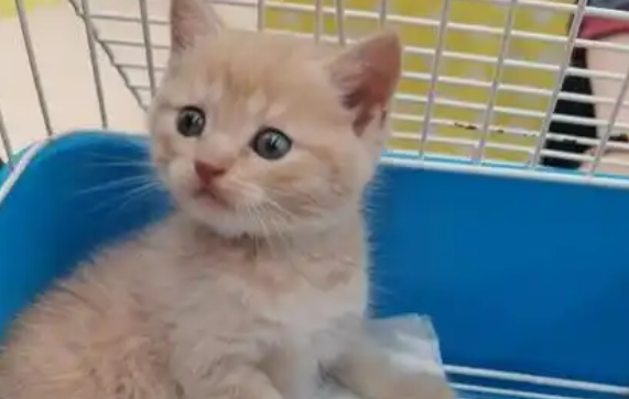 日本Carelogy推出养宠App——CatsMe 帮主人时刻关注猫咪状态