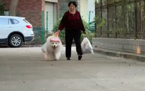 萨摩耶捡瓶子上瘾了，奶奶故意扔空瓶给它捡回家