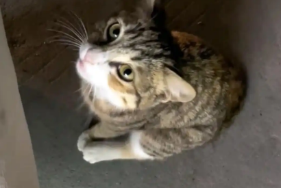 那只赖在车上不走，卖力讨好人类的流浪猫，终于把自己推销出去了