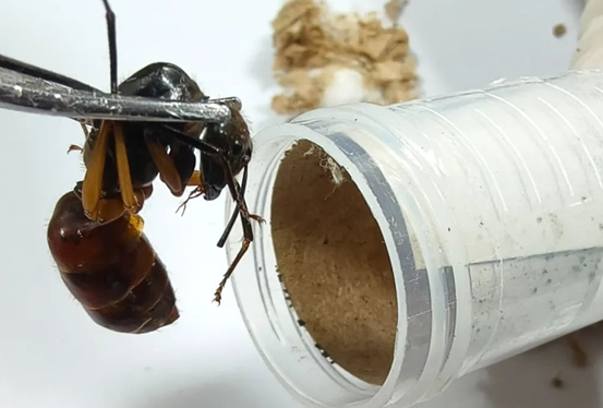 世界最大蚂蚁！40只巨人恐蚁被海关截获：能喷酸伤人