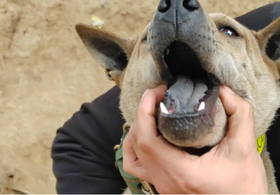 黄石箭毛犬，被遗忘的“猎犬之王”