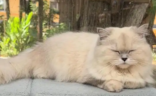 当个快乐“铲屎官”云南农职院里有间“猫咪托儿所”