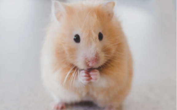 免疫力差的人，要避免接触仓鼠等“异宠”