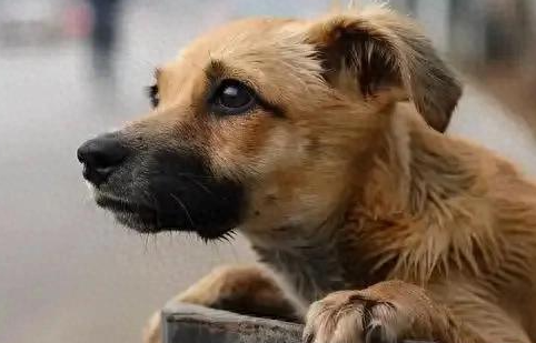 流浪五月狗狗与主人重逢，狗狗一眼认出主人