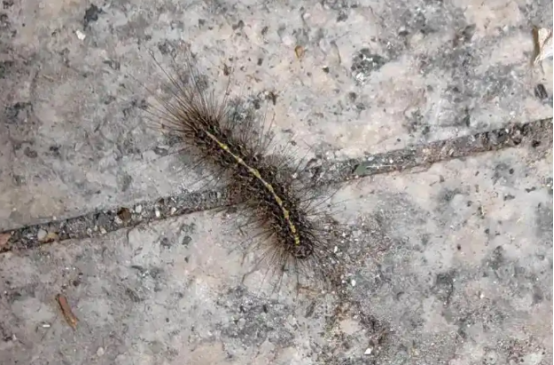 宁波一小区楼上爬满了毛毛虫！居民：打了药也没用！