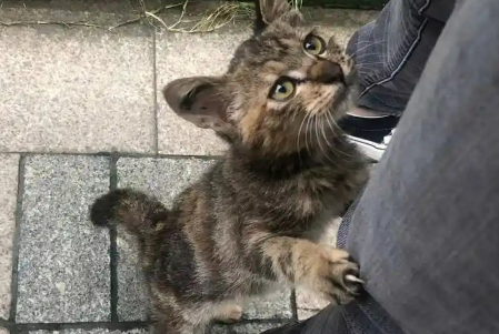 在雨中无助奔跑的流浪小猫，被她一把抱起：别怕，我带你回家