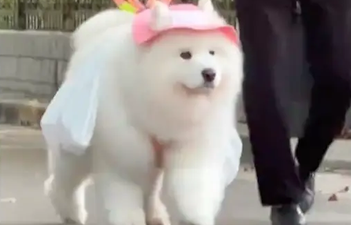 萨摩耶捡瓶子上瘾了，奶奶故意扔空瓶给它捡回家