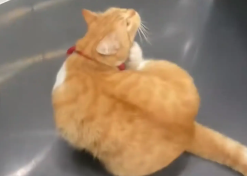 男子给住在5楼的猫咪按4楼的电梯，猫咪居然认得路没上当