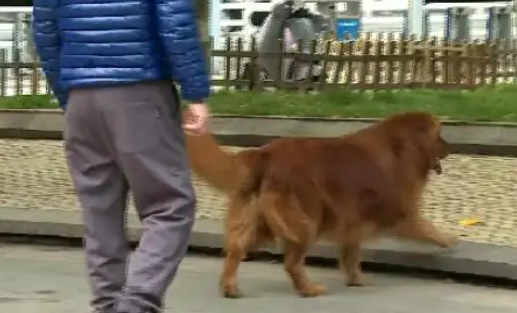 “狗咬狗”引官司，狗主人屡次不牵狗绳担全责