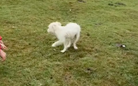 在青海湖遇见只流浪狗，竟主动跳进车里求助！