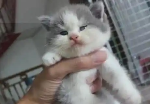 小猫偷偷钻进书包，女子上课时发现，被老师“没收”