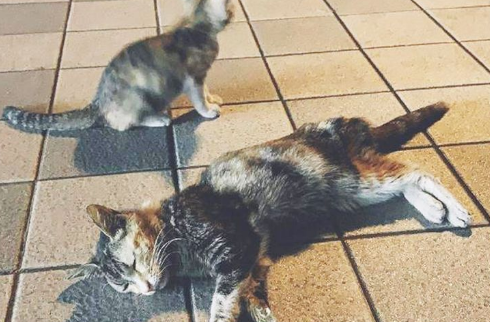 流浪猫妈为了小猫，差点失去生命，当救活后，小猫的举动让人泪奔