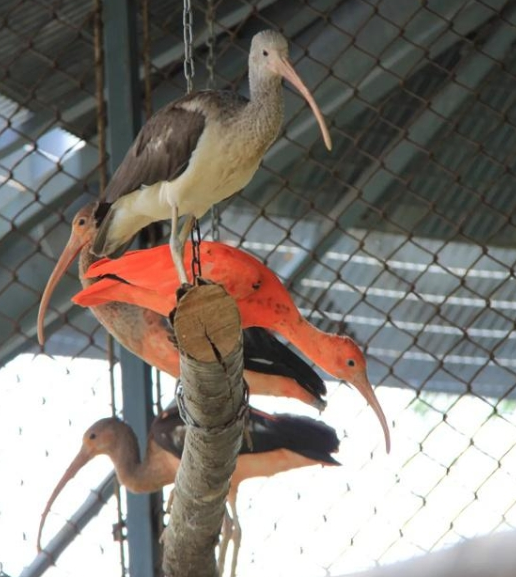 “世界最红”的鸟 苏州动物园迎来“新朋友”