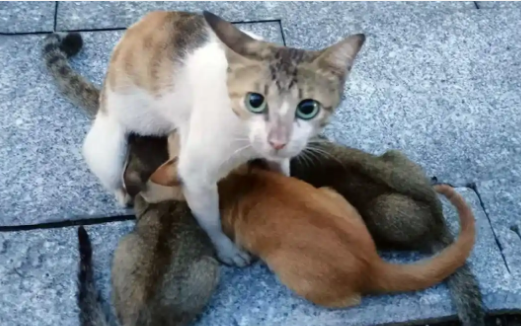 绑在母猫脖子上的4只小猫，被救下送回它的身边后，还是回了喵星