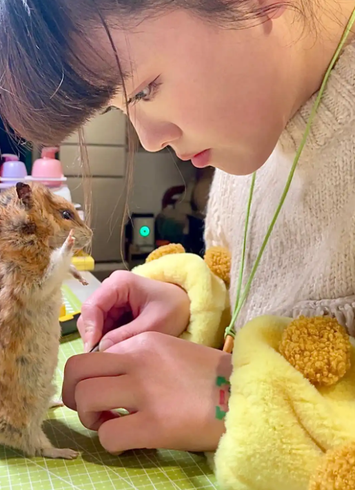 女子免费为网友 “复活” 离世宠物，用针线缝补离别遗憾