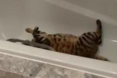 平时高冷的猫咪，却被主人发现在浴缸里撒欢打滚，猫：好尴尬呀！