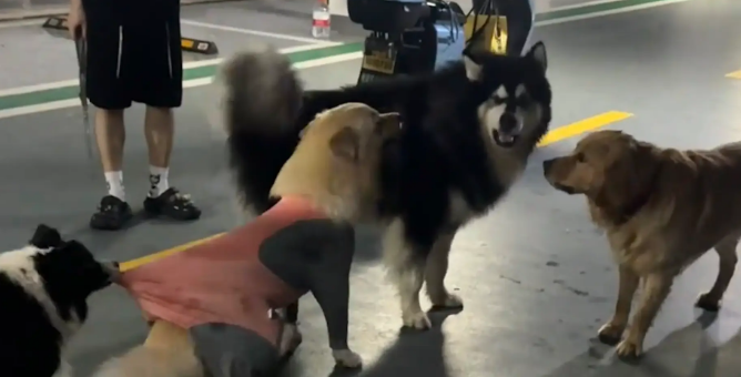 两只狗子打架，边牧拉架。网友：边经理还是通人情世故