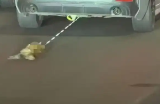 女子驾驶宝马车拖行小猫致死？警方最新通报：系意外