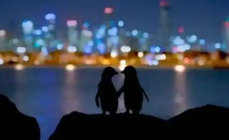 两只小蓝企鹅互相依偎看夜景照走红，背后原因令人泪目