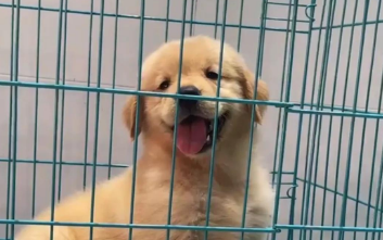 网购的宠物狗养几天就死？