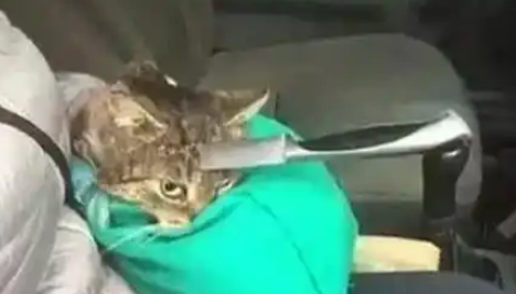 男子开车遇到猫，下车一看心疼了，立马抱上车去医院