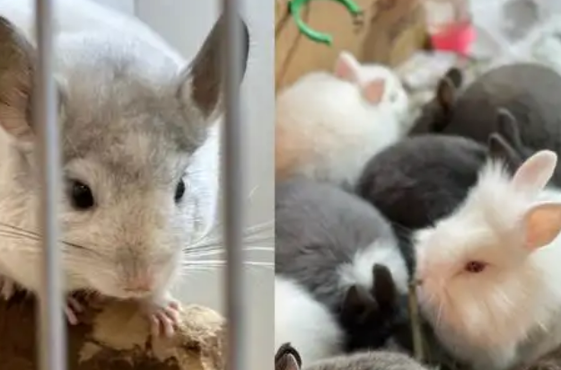 “异宠”市场兴起需规范引导