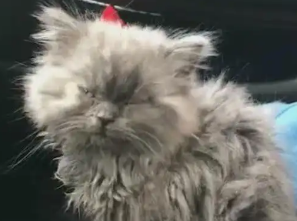 女子捡到一只流浪猫，猫咪太脏看不清本来面目