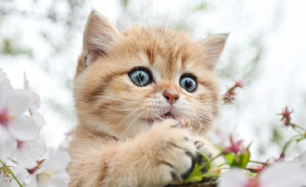 萌宠托起三千亿大市场 “它经济”激活新消费赛道