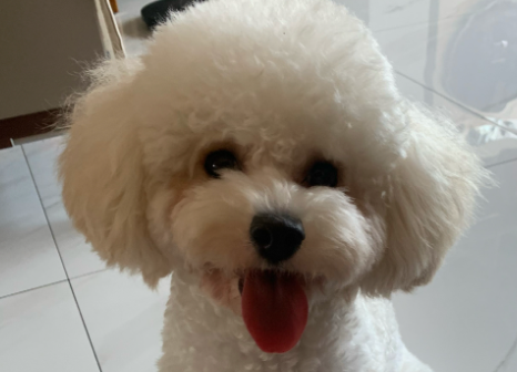 河北“狗王查理”走红，背后是他救助流浪狗的十年