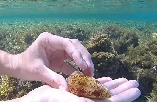 男子捡了一颗漂亮海螺各种摆弄 网友直呼太无知 手握死亡