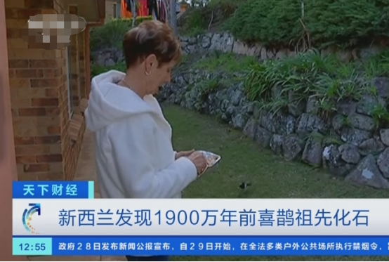 新西兰发现1900万年前喜鹊祖先化石