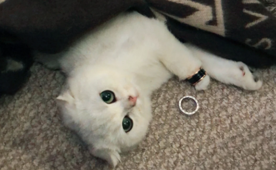 全国首家宠物航站楼正式启用，提供宠物托运一站式服务